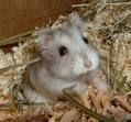 Moi Hamster san so sweet... 50798695