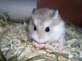 Moi Hamster san so sweet... 50798700