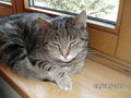 schnurli our sweet cat 65566918