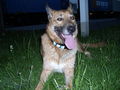 unsere hund 51884160