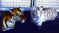 Tiger und Wölfe 53442979