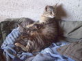 ?My?CaTs? 63483600