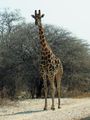 Die Giraffe 75014986