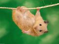 Der Hamster 75451586