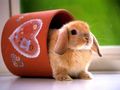 Der Hamster und der Hase 75451862