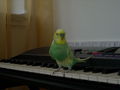 my sweet bird;) 56864418