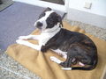 Mein Am.Staff Jason 49492155