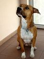 mei hund und nochbas hund 50367428