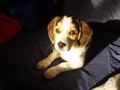 mei hund und nochbas hund 50367466