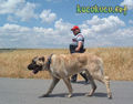 _____----kangal----_____ 66620710