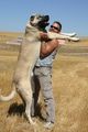 _____----kangal----_____ 66620714