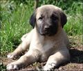 _____----kangal----_____ 66620720