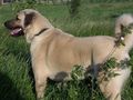 _____----kangal----_____ 66620725