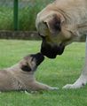 _____----kangal----_____ 66620732