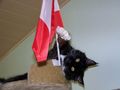 Jack die katze des monats oktober 67275541