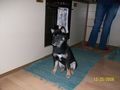 Mein Hund 58202915