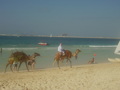 >>DUBAI 2007 32563715