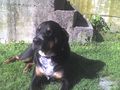 Mein Hund 50210522