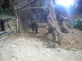 Tierpark Schmiding 63763398