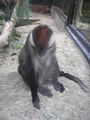 Tierpark Schmiding 63763403