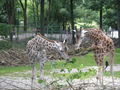 Tierpark Schmiding 63763422