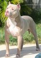 Pit Bull 68009454