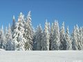 gosau supergaudi im schnee 51717194