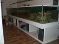 kleines Aquarium 68577795