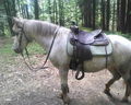 Westernreiten mit Nelly !!!! 73410645