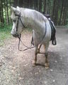 Westernreiten mit Nelly !!!! 73410649