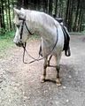 Westernreiten mit Nelly !!!! 73410651