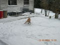 Samy im Schnee 56707222