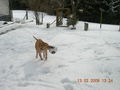 Samy im Schnee 56707240