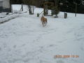 Samy im Schnee 56707249