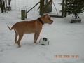 Samy im Schnee 56707264