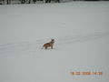 Samy im Schnee 56707337