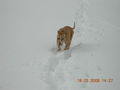 Samy im Schnee 56707347