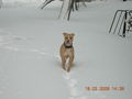 Samy im Schnee 56707384