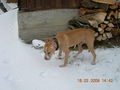 Samy im Schnee 56707492