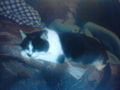 ♥My LiTTlE cAt♥ 51230962