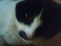 ♥My LiTTlE cAt♥ 51231026