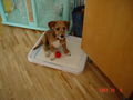 mei hund Elvis... 62616458