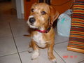 mei hund Elvis... 62616722