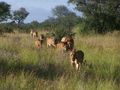 Kruger Park 09 55310082