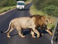 Kruger Park 09 55310115