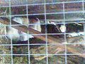 Tierparks 52340172