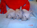 ????????mEiNe NiNcHeNbAbIeS???????? 59190554