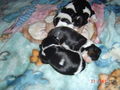 bAbYs VoN sPoT uNd SuSi 74235896