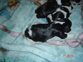 bAbYs VoN sPoT uNd SuSi 74235908