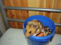 Hamster Struppi 54021273